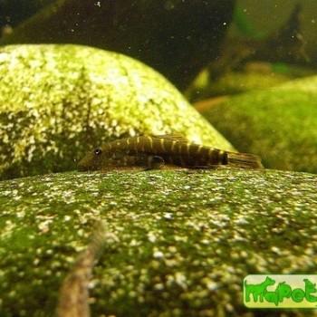 Gastromyzon zebrinus