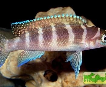 Neolamprologus cylindricus