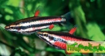 Nannostomus marginatus