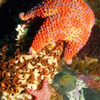 Asterodiscus truncatus
