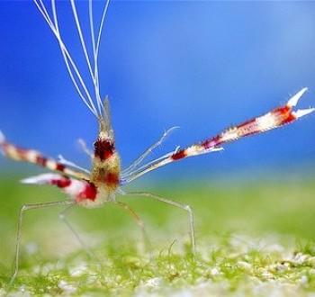 Stenopus cyanoscelis