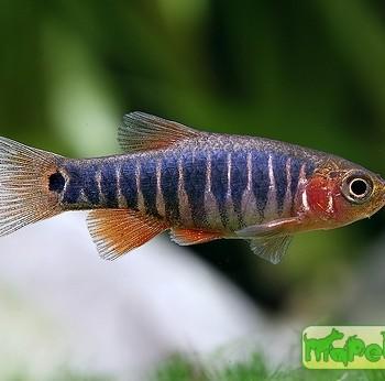 Microrasbora erythromicron