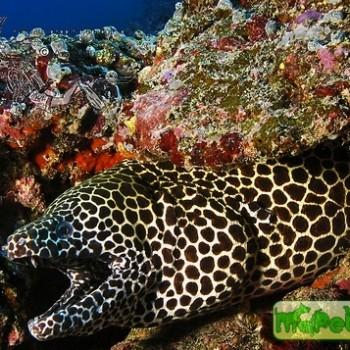 Gymnothorax favagineus