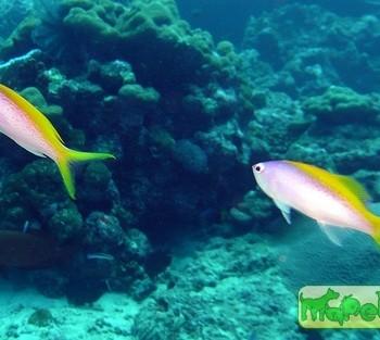 Pseudanthias (Mirolabrychthys) evansi