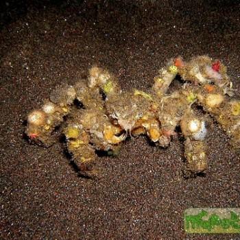 Camposcia retusa