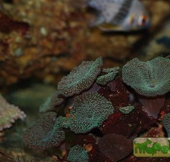 Corallimorpharia varia