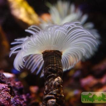 Bispira sp.
