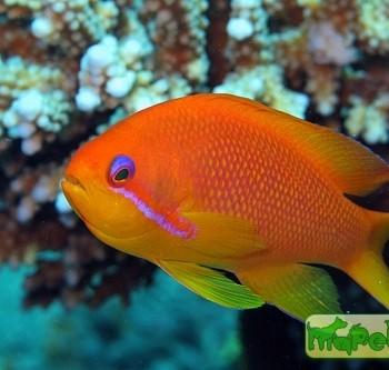 Pseudanthias squamipinnis