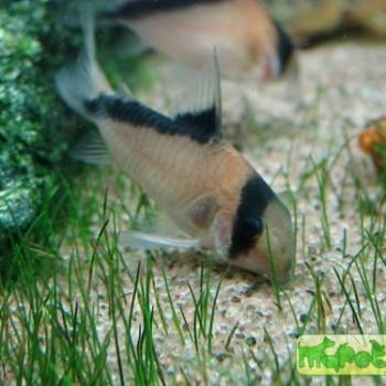 Corydoras melini