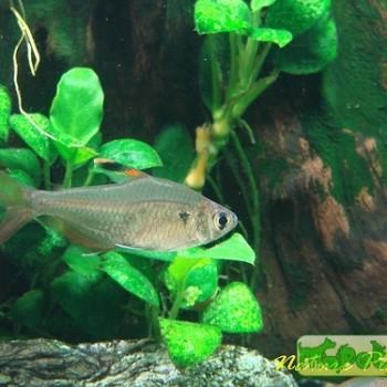 Hyphessobrycon bentosi