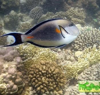 Acanthurus sohal