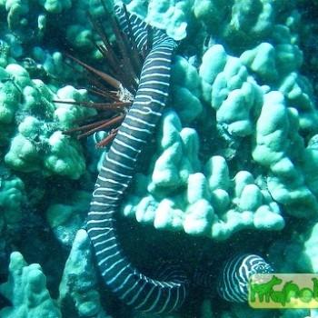 Gymnomuraena zebra