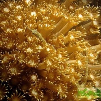 Goniopora sp.