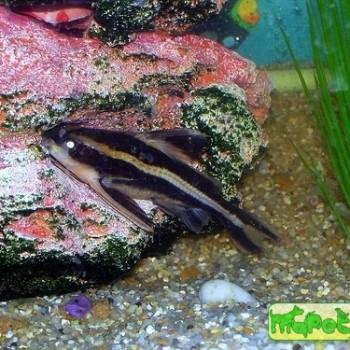 Platydoras costatus