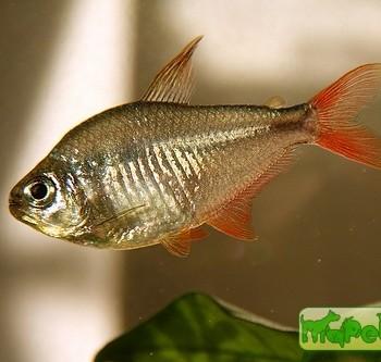 Hyphessobrycon columbianus
