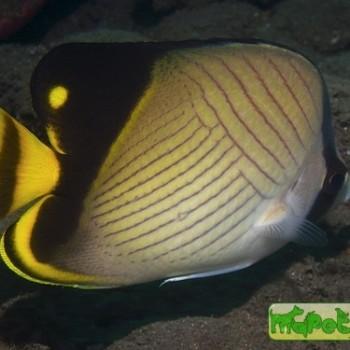Chaetodon decussatus