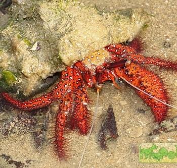 Dardanus sp.
