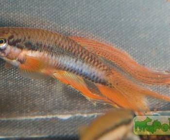 Aphyosemion bitaeniatum
