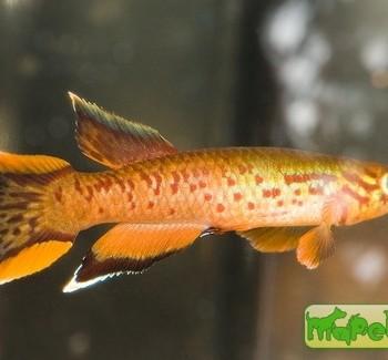 Aphyosemion australe