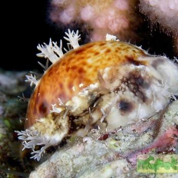 Cypraea sp.