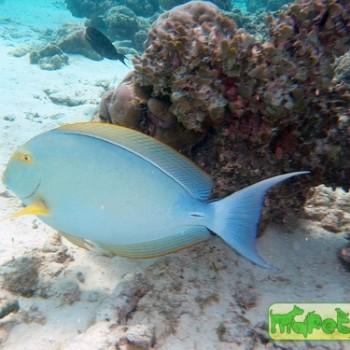 Acanthurus mata