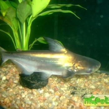 Pangasius sanitwongsei