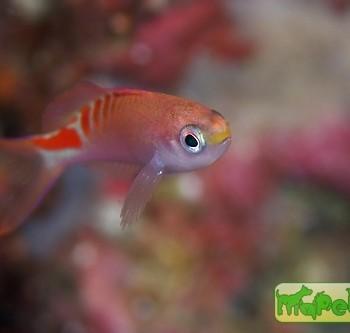 Pseudanthias (Mirolabrychthys) lori