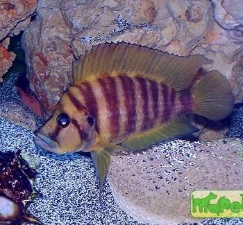 Altolamprologus compressiceps