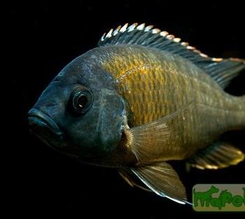 Copadichromis borleyi