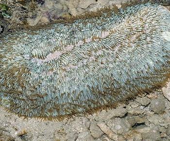 Herpolitha sp.