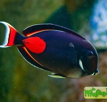 Acanthurus achilles