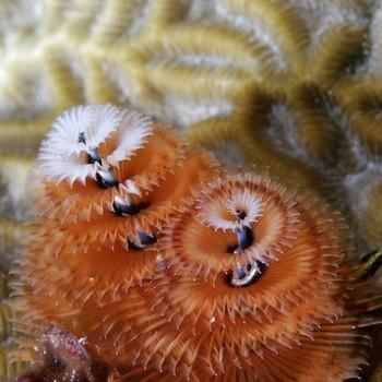 Spirobranchus sp.