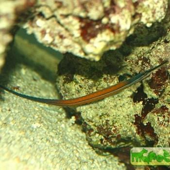 doryrhamphus janssi