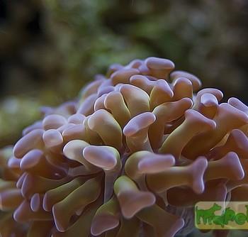 Euphyllia sp.