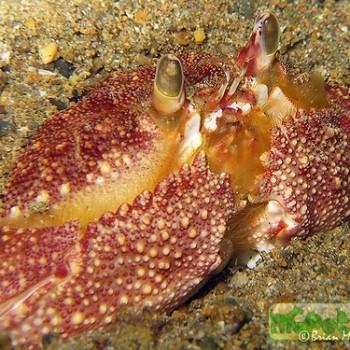 Calappa sp.