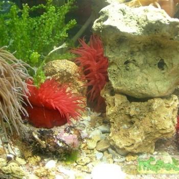 Actinia equina