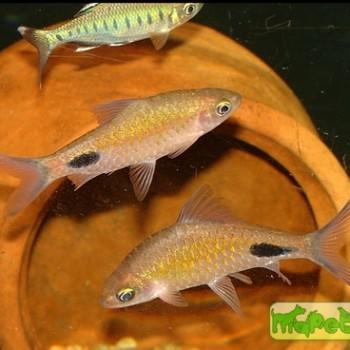 Puntius filamentosus (Barbus filamentosus)