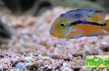 Hypsophrys nicaraguensis