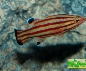Liopropoma rubre