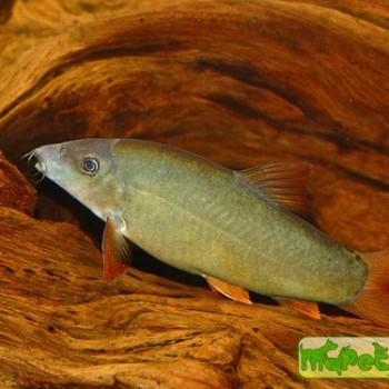 Yasuhikotakia modesta (Botia modesta)