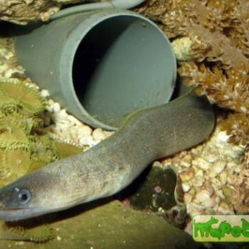 Gymnothorax tile (Lycodontis literata, L. punctata)