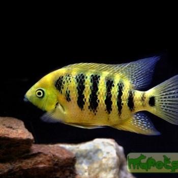 Cichlasoma festae