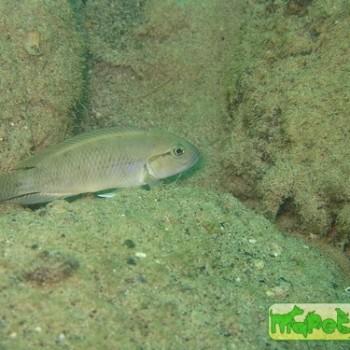 Telmatochromis temporalis