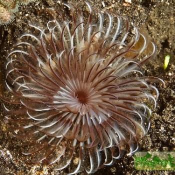 Sabellastarte sp.