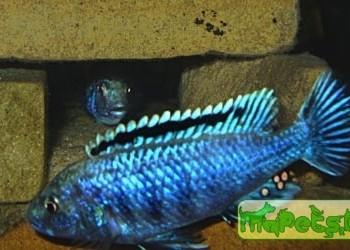 Melanochromis joanjohnsonae