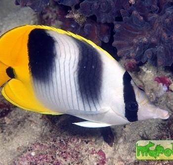 Chaetodon ulietensis