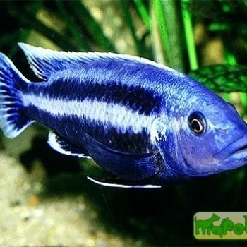Melanochromis chipokae