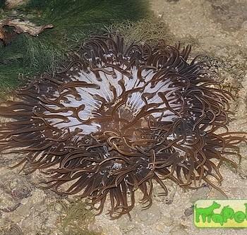 Macrodactyla doreensis («Actinia tenebrosa»)