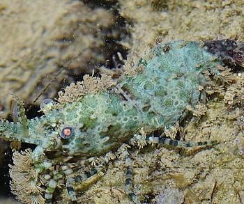 Saron rectirostris
