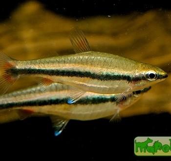 Nannostomus beckfordi (N. anomalus, N. aripirangensis)